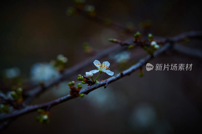 特写白色花卉植物枝条