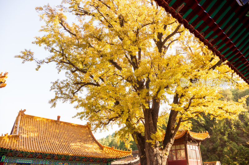 山东济南淌豆寺秋天黄色千年银杏树叶美景