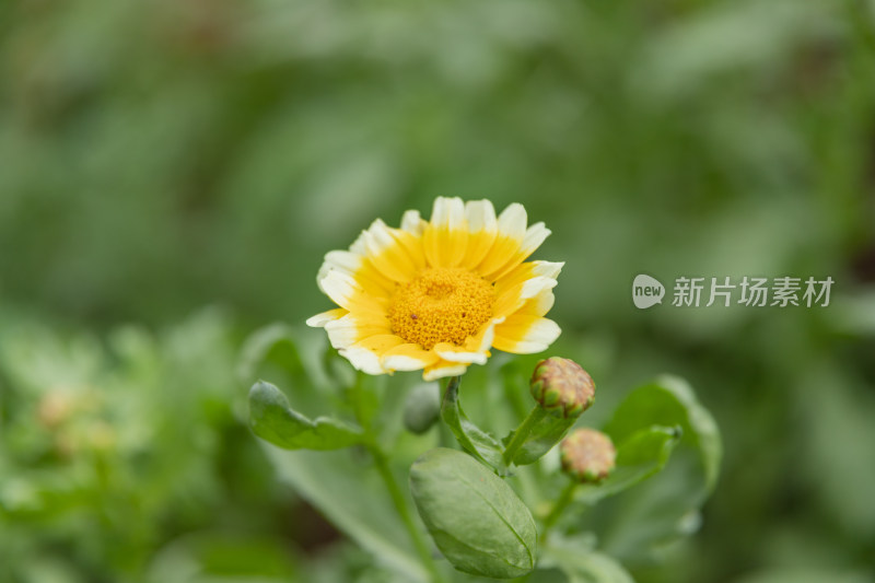 茼蒿菜、茼蒿花