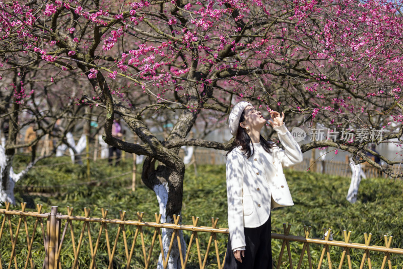 年轻女子春天踏青踏春赏花赏梅梅花