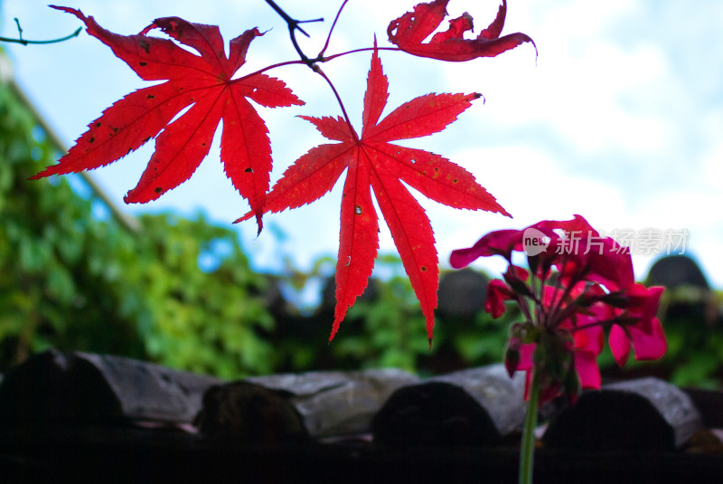 枝头红枫叶与粉色花朵