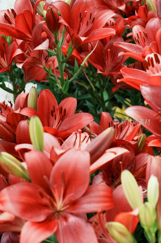 北京花乡公园百合花