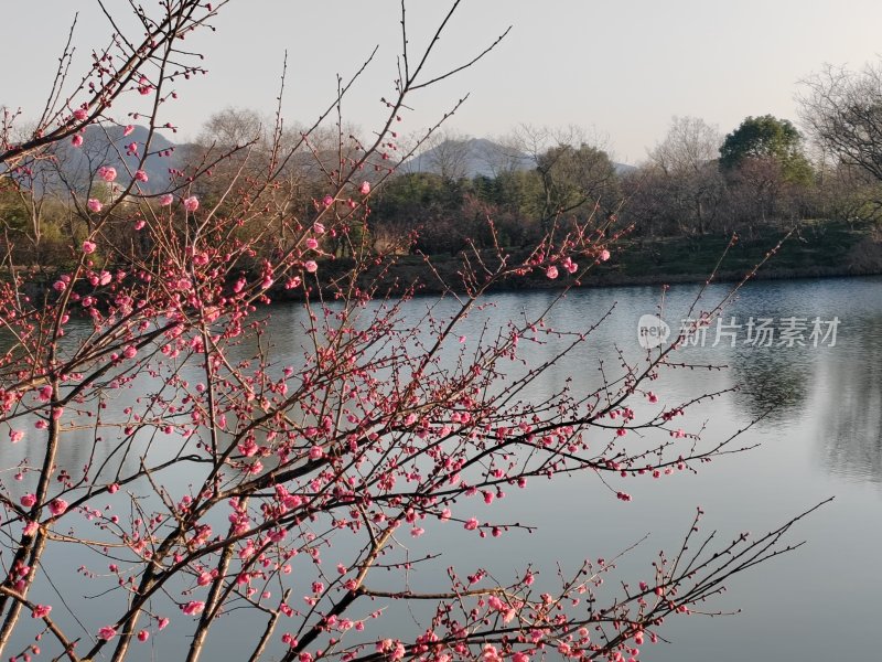 湖畔盛开的粉色花枝风景