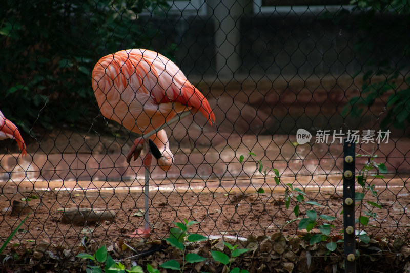 火烈鸟单腿站立