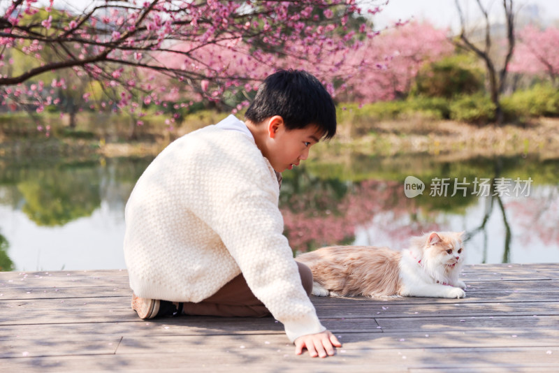 小男孩与宠物猫在梅花树下互动的温馨场景