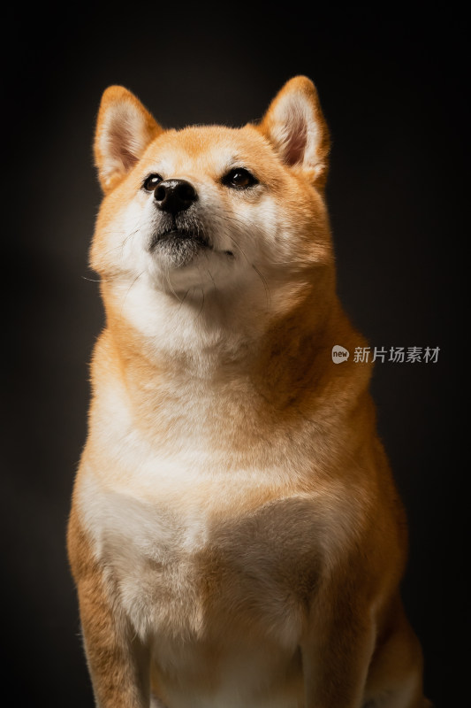 日本柴犬宠物狗写真