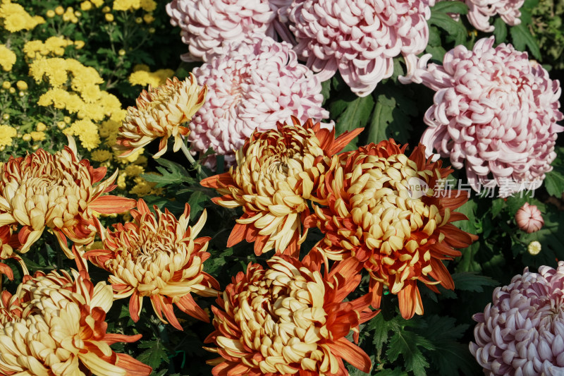 北京国家植物园菊花展