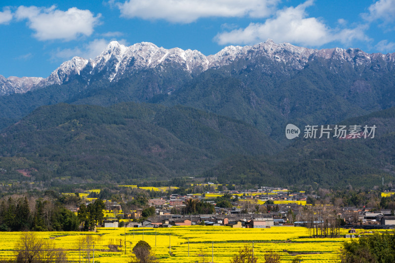 雪山下的金黄油菜花海乡村田园风光