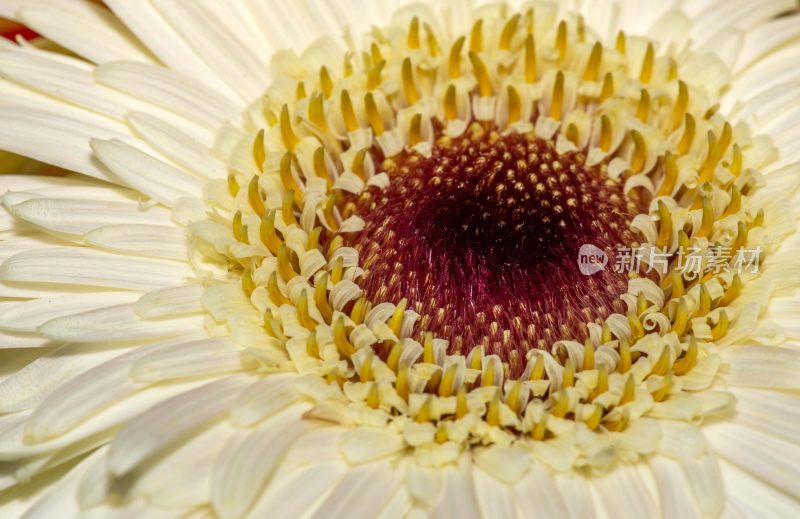 特写花草