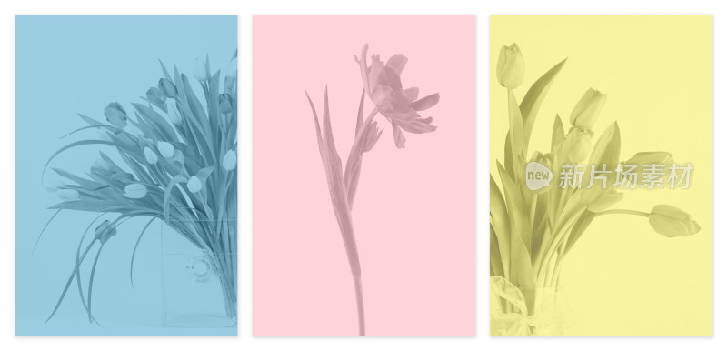 三色背景下的花卉摄影素材