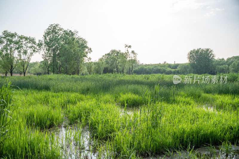 湿地公园北京奥林匹克森林公园