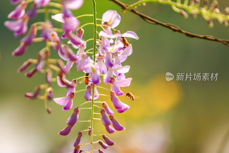 春天盛开的紫藤花与蜜蜂