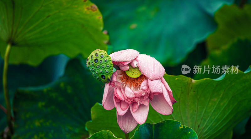 夏天雨后的荷花挂满水珠