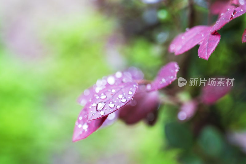 清晨的露水打在一种紫色叶子的植物上面