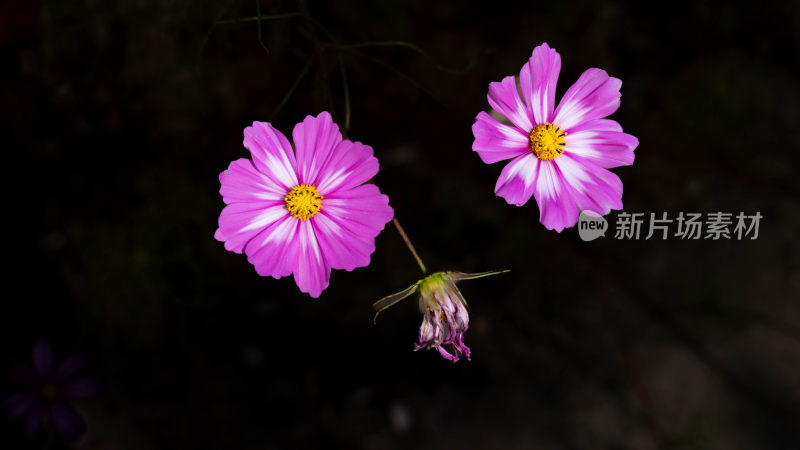 格桑花/草花/花卉