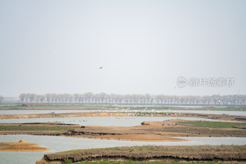 武汉东西湖府河湿地候鸟