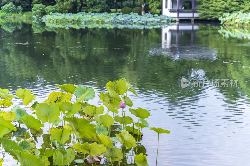 杭州西湖风景区曲院风风景