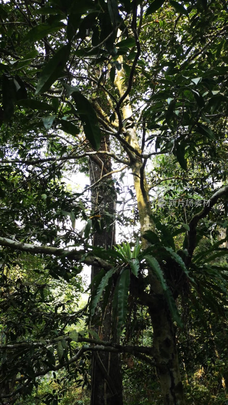 槟榔谷绿色树木植物