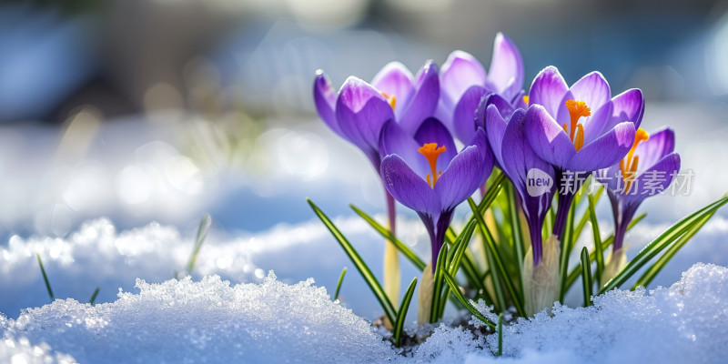 雪中绽放的紫色番红花