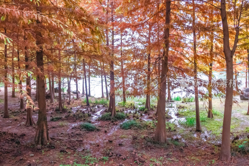 南京钟山风景名胜区明孝陵秋景