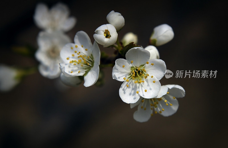 鲜花梨花盛开