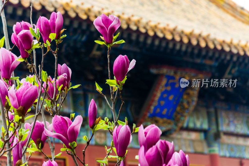 北京雍和宫永佑殿旁的玉兰花开了-DSC_8417
