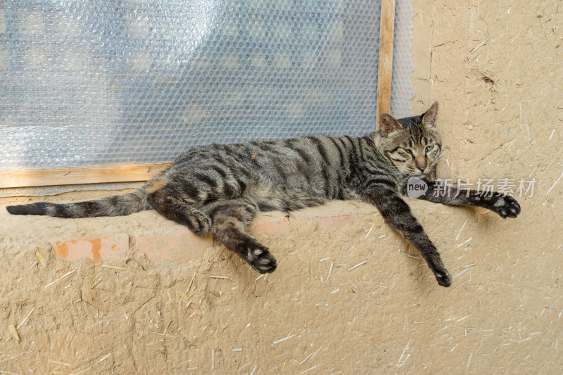 猫躺在窗台上农村院子土墙土房