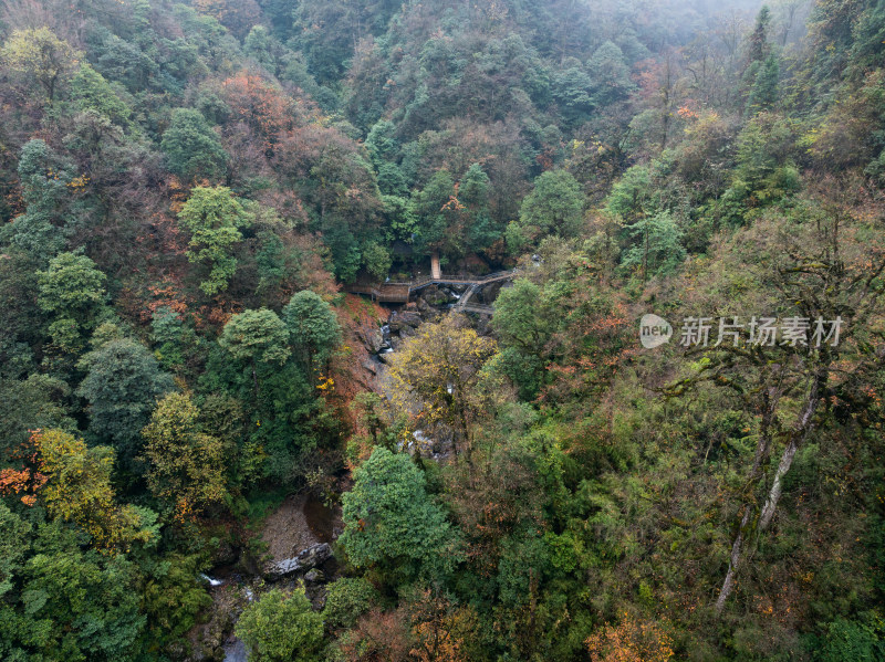 四川雅安龙苍沟山林溪流秋景