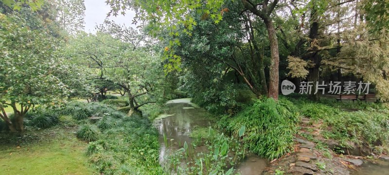 绿树环绕下的小溪流自然风光全景