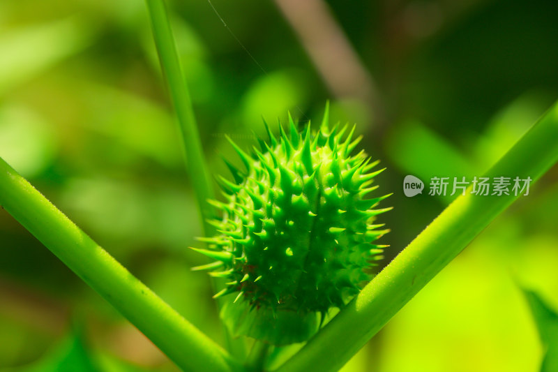 带刺绿色植物果实特写曼陀罗