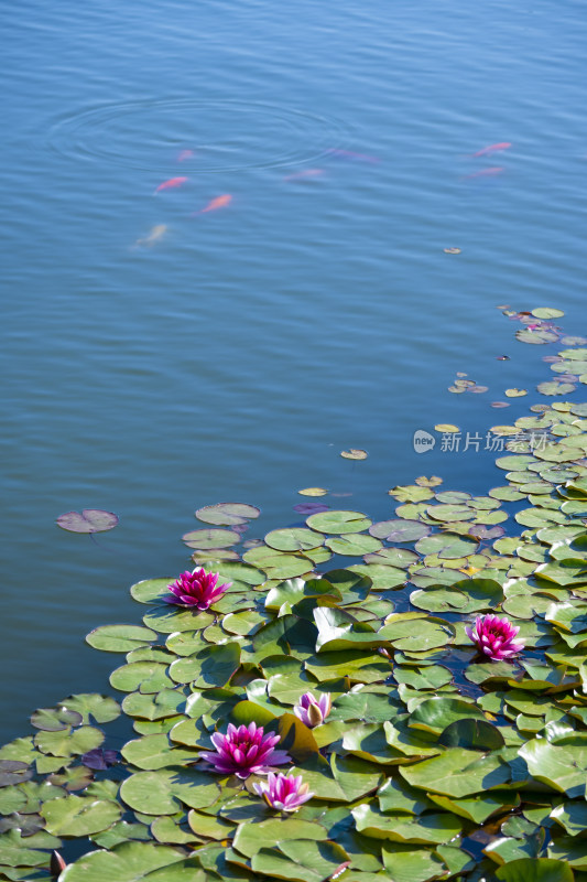 夏天池塘盛开的粉色睡莲和游动的锦鲤风景