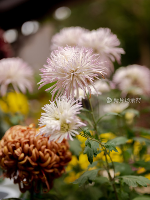 户外秋日菊花特写