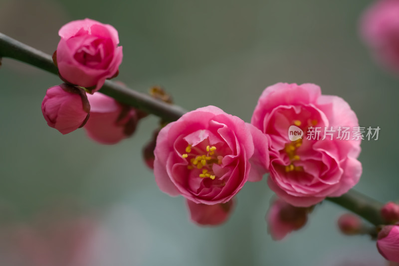 春天粉红花朵