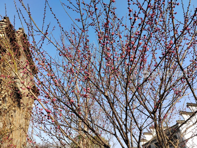 古建筑旁盛开的梅花树