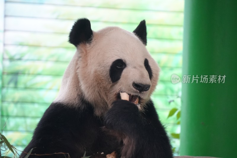 大熊猫坐卧进食竹子