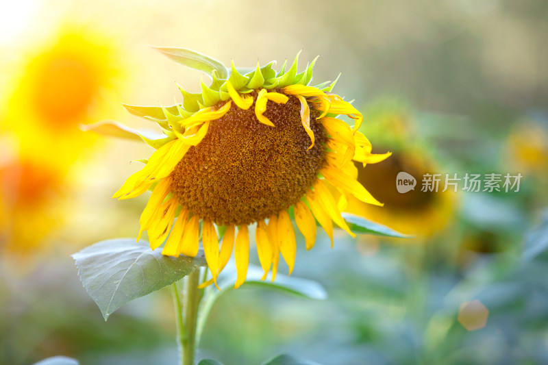 特写向日葵葵花