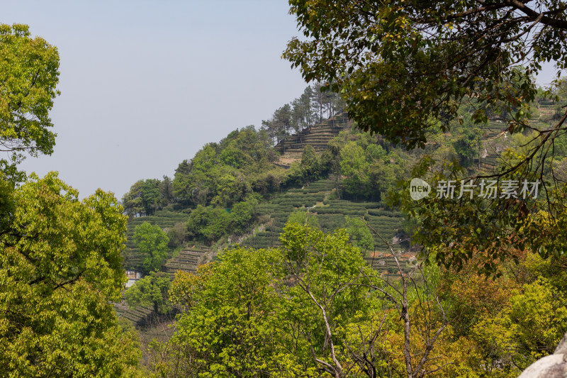 杭州杨梅岭绿意盎然的梯田式茶园