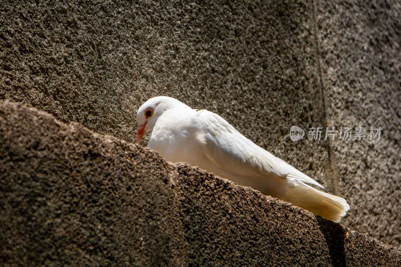 南京钟山风景区音乐台古建筑上的鸽子