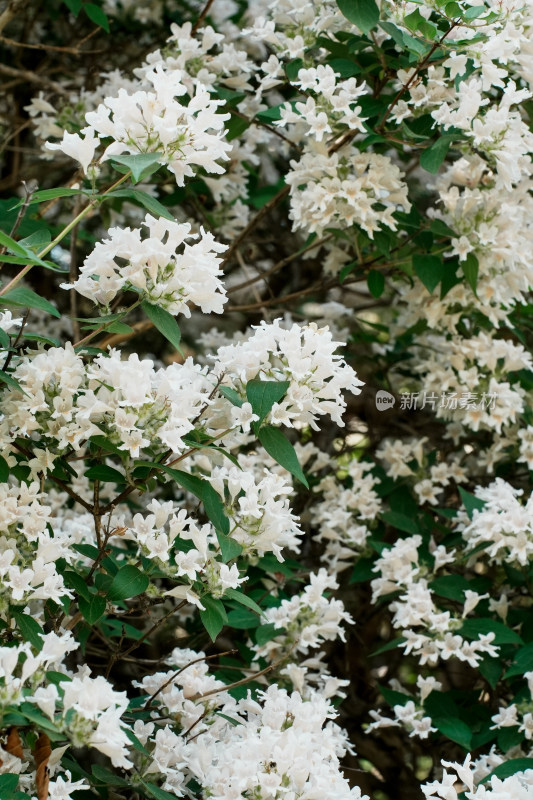 北京国家植物园猬实花