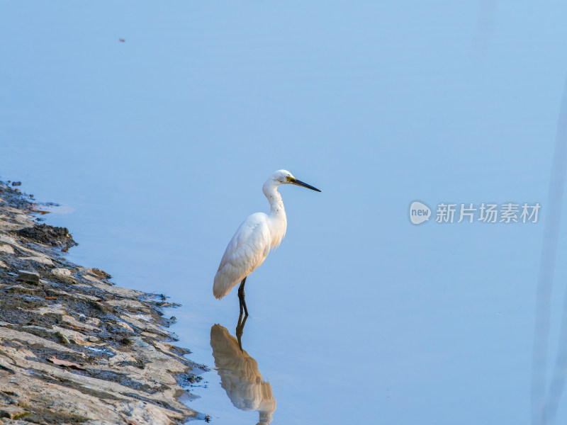 白鹭于浅水中的优雅姿态