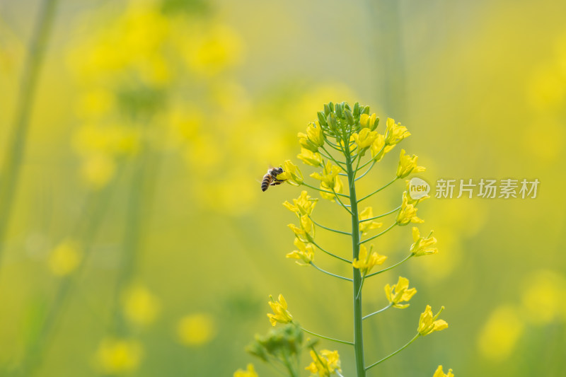 春天油菜花和蜜蜂