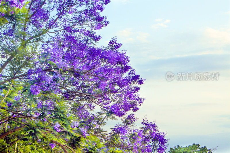 蓝花楹花朵春天植物风景自然户外