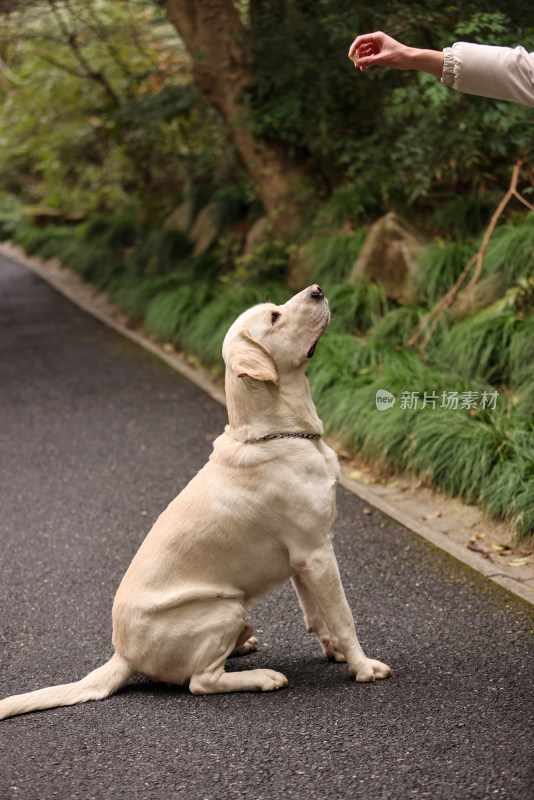 宠物主人给拉布拉多寻回犬喂食嬉戏