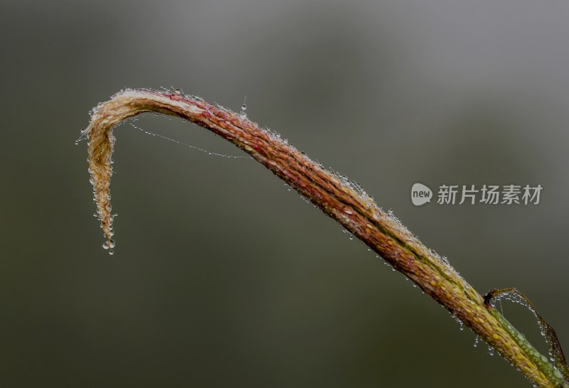 重庆酉阳：霜降后的小草“披金戴银”