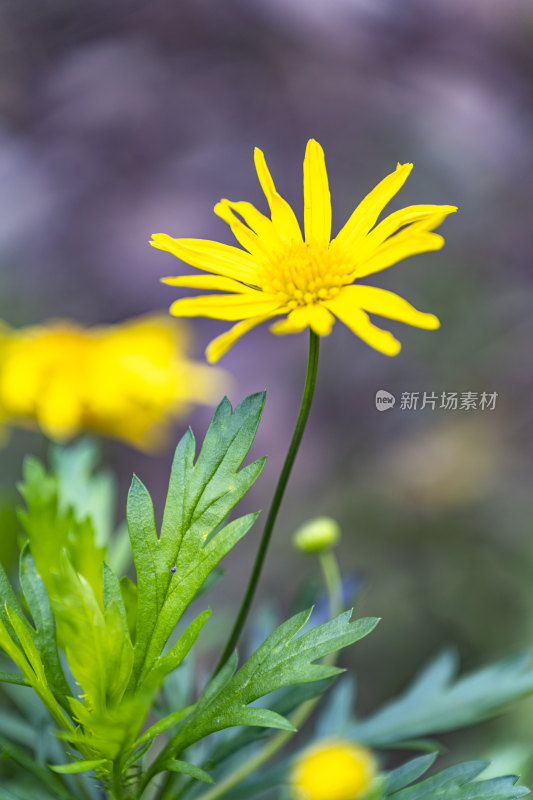 春天盛开的花朵