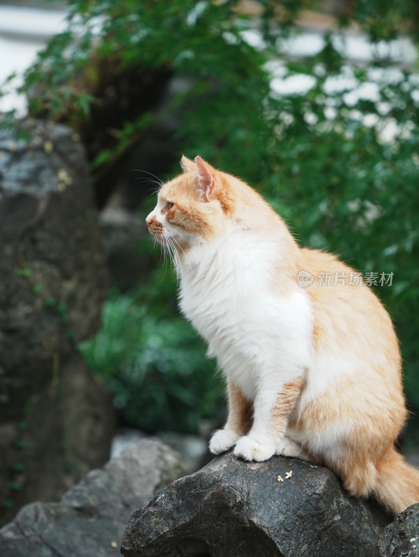 苏州怡园蹲在石头上的园林小猫