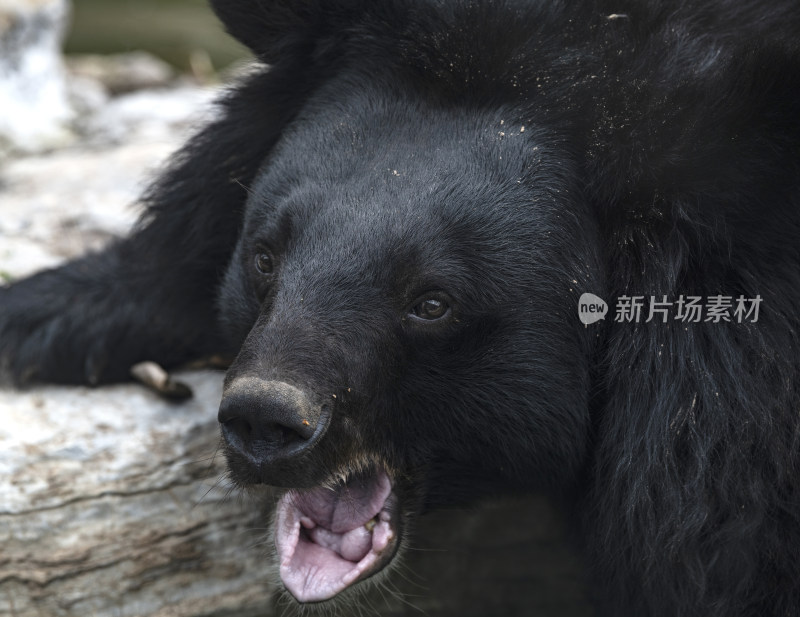 北京野生动物园亚洲黑熊