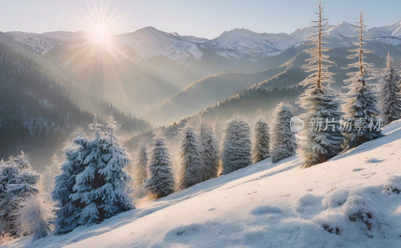 冬季森林白雪覆盖风景