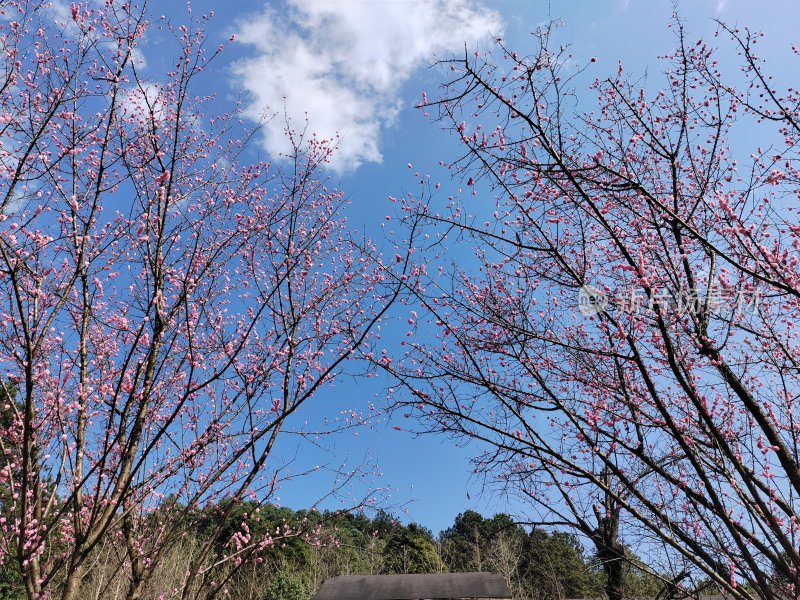 晴天梅花盛开