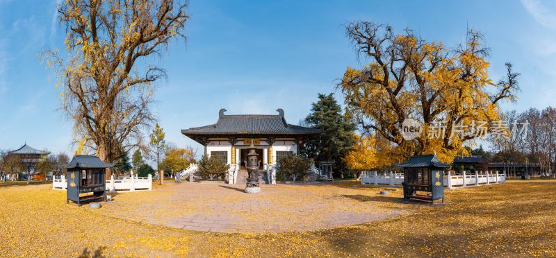 南京古惠济寺银杏